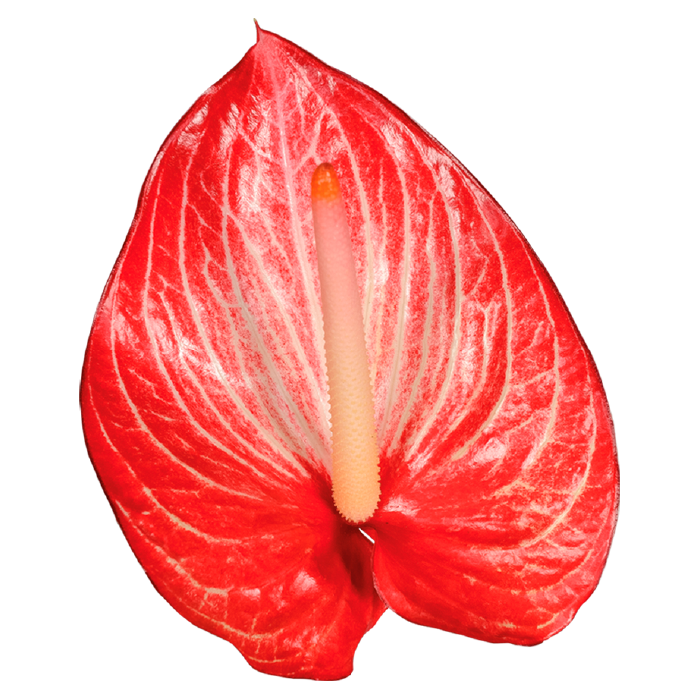 ANTURIOS