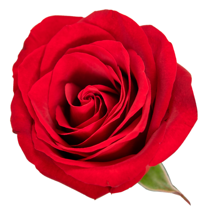 ROSAS