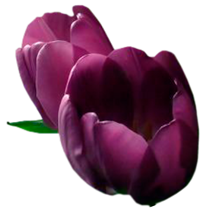 TULIPANES