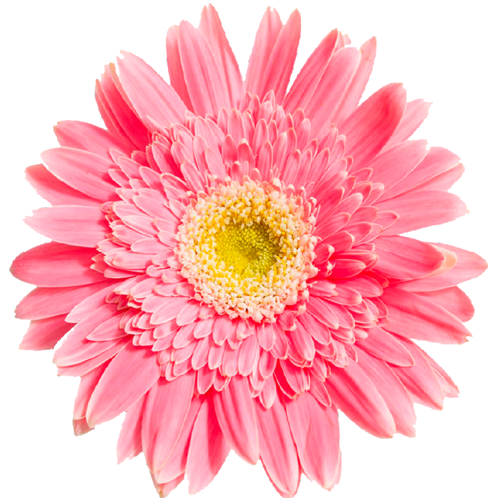 GERBERAS